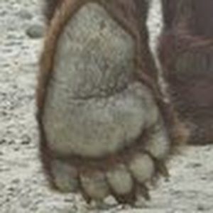 Meet your Posher, Leonora